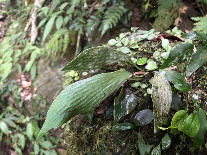 Antrophyum obovatum, photographed by 黃美滿