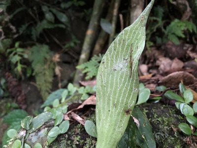 Antrophyum obovatum, photographed by 黃美滿