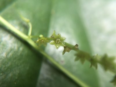 Dioscorea collettii, photographed by 黃美滿
