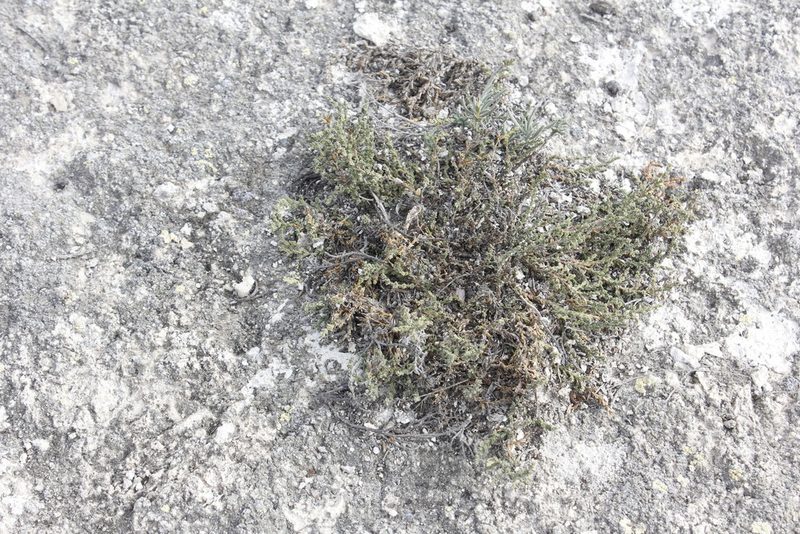 Frankenia gypsophila, photographed by Juan Cruzado Cortés