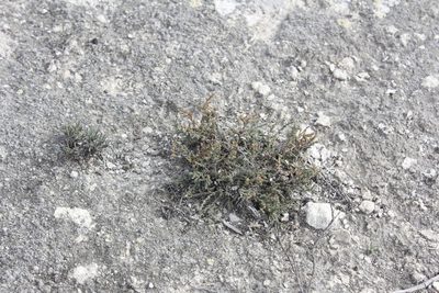 Frankenia gypsophila, photographed by Juan Cruzado Cortés