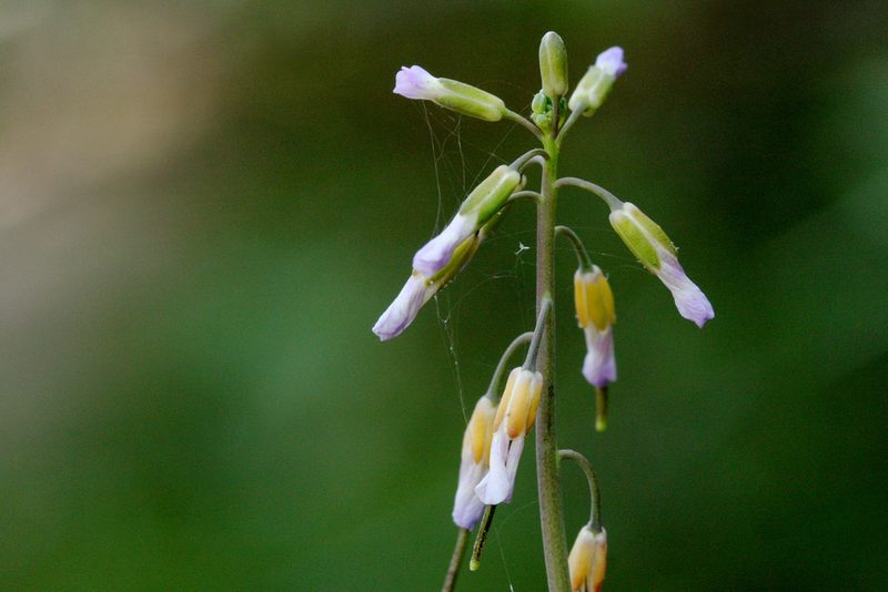Boechera tularensis, photographed by Cecelia Alexander