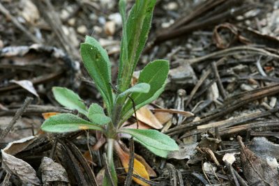 Boechera tularensis, photographed by Cecelia Alexander