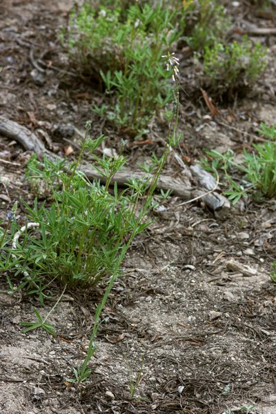 Boechera tularensis, photographed by Cecelia Alexander