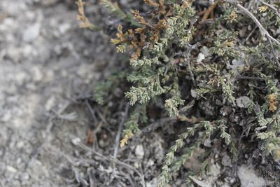 Frankenia gypsophila, photographed by Juan Cruzado Cortés