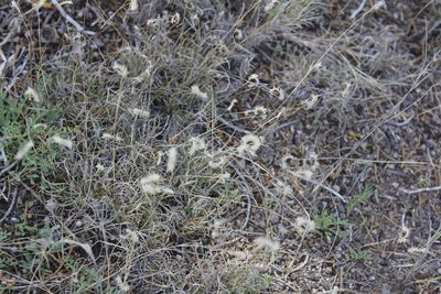 Bouteloua scorpioides, photographed by Juan Cruzado Cortés