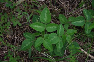 Desmodium tweedyi, photographed by Eric Knight