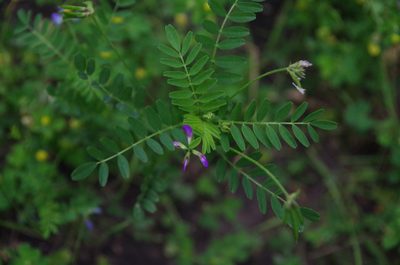 Astragalus leptocarpus, photographed by Eric Knight