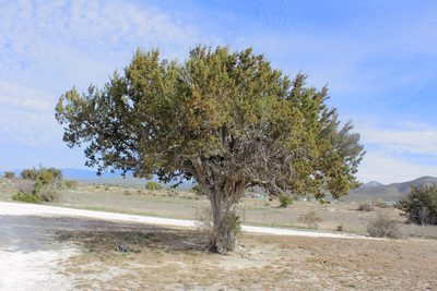 Juniperus coahuilensis, photographed by Juan Cruzado Cortés
