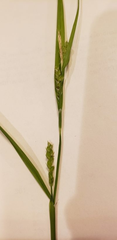 Carex planispicata, photographed by Jennifer Harris