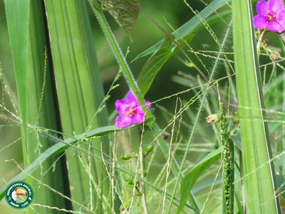 Talinum portulacifolium, photographed by Diogo Luiz