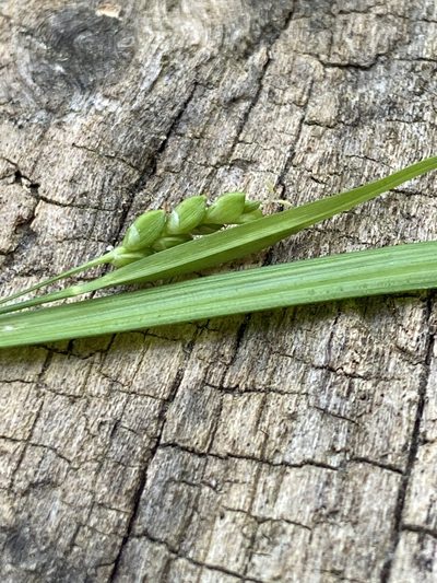 Carex cumberlandensis, photographed by Sean Bloom