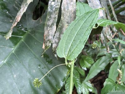 Smilax riparia, photographed by 黃美滿