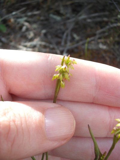 Genoplesium pumilum, photographed by Stephen Thorpe