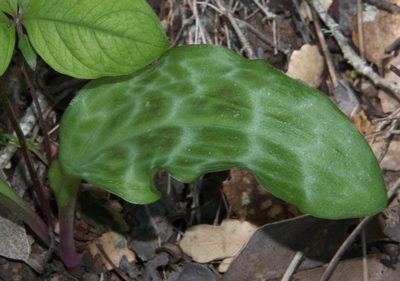 Erythronium californicum, photographed by Don Loarie