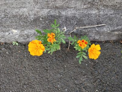 Tagetes erecta, photographed by Will Cornwell