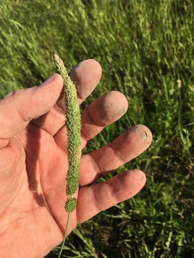 Phalaris angusta, photographed by Mike Mullins
