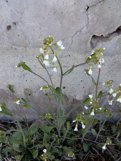 Arabidopsis suecica, photographed by JS