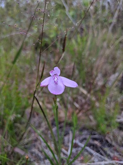 Dianthera crassifolia, photographed by Scott Allen Davis