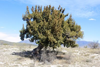 Juniperus coahuilensis, photographed by Juan Cruzado Cortés