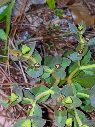 Euphorbia telephioides, photographed by Scott Allen Davis