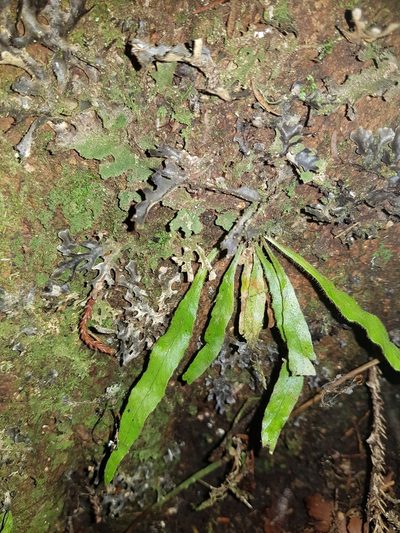 Notogrammitis pseudociliata, photographed by Danielle Munster