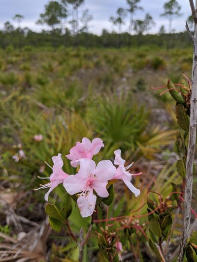 Rhododendron chapmanii, photographed by Scott Allen Davis
