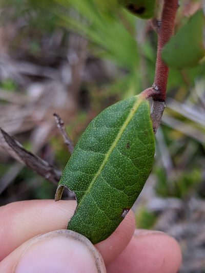 Rhododendron chapmanii, photographed by Scott Allen Davis