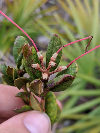 Rhododendron chapmanii, photographed by Scott Allen Davis