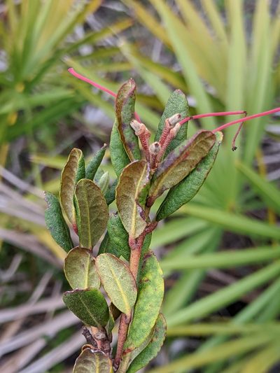 Rhododendron chapmanii, photographed by Scott Allen Davis