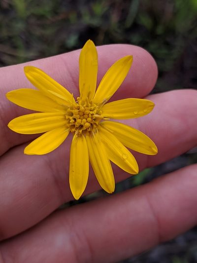 Pityopsis oligantha, photographed by Scott Allen Davis