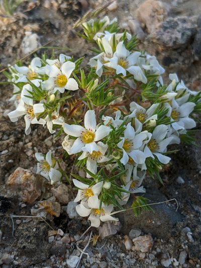 Linanthus demissus, photographed by Alex Heyman