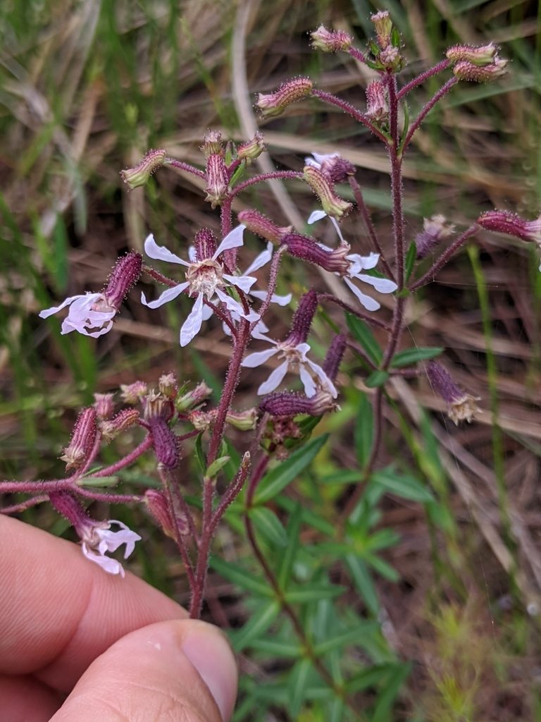 Cuphea aspera, photographed by Scott Allen Davis