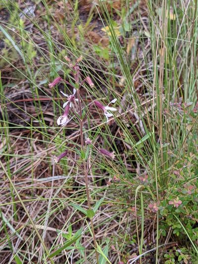 Cuphea aspera, photographed by Scott Allen Davis