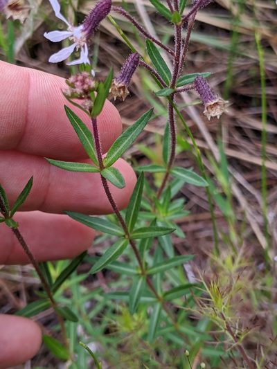 Cuphea aspera, photographed by Scott Allen Davis