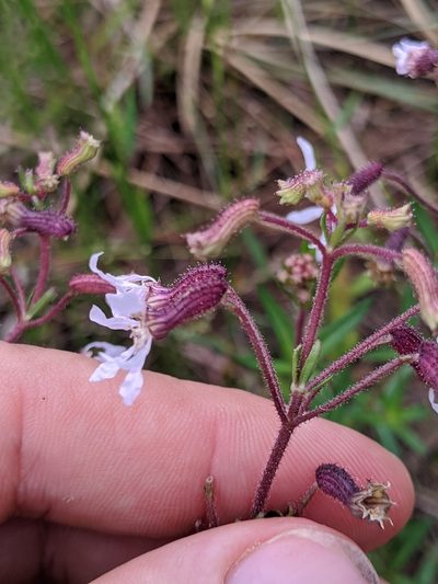 Cuphea aspera, photographed by Scott Allen Davis