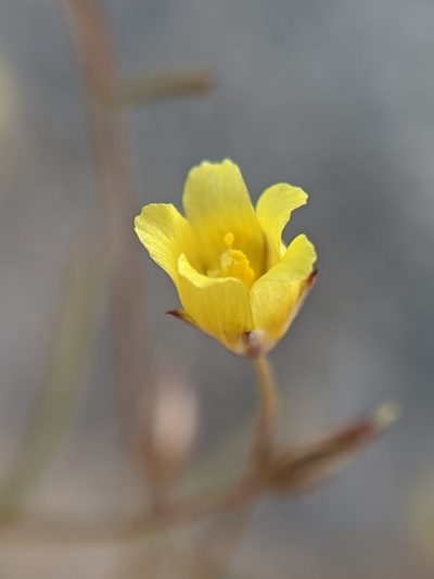 Linanthus filiformis, photographed by Alex Heyman