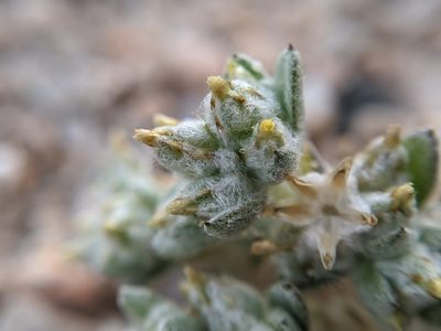 Logfia depressa, photographed by Alex Heyman