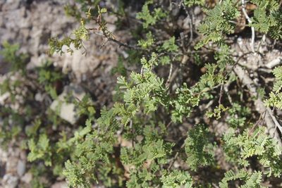 Painteria elachistophylla, photographed by Juan Cruzado Cortés