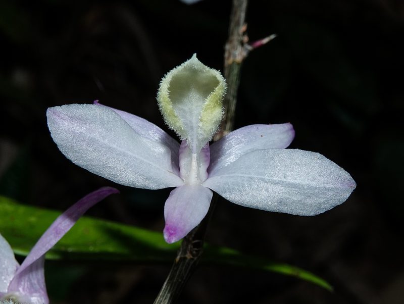 Dendrobium aphyllum, photographed by Rejoice Gassah