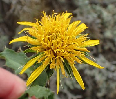 Berkheya spinosa, photographed by Nicola van Berkel