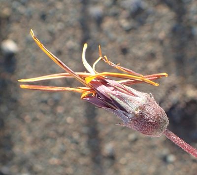 Gazania heterochaeta, photographed by Nicola van Berkel