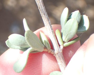 Pteronia oblanceolata, photographed by Nicola van Berkel