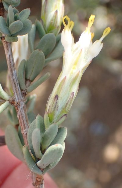 Pteronia oblanceolata, photographed by Nicola van Berkel