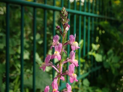 Linaria maroccana, photographed by Alexis Tinker-Tsavalas