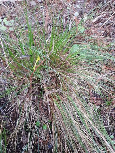 Carex banksiana, photographed by Danielle Munster