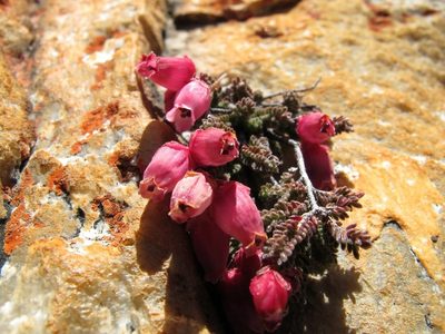 Erica lithophila, photographed by Michael D. Pirie