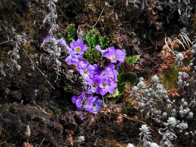 Primula gracilipes, photographed by Kirsten