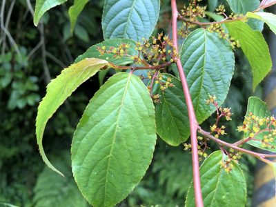 Perrottetia arisanensis, photographed by 黃美滿