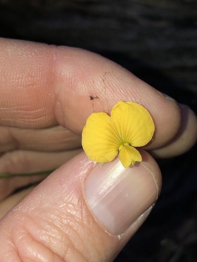 Isotropis filicaulis, photographed by Greg Tasney
